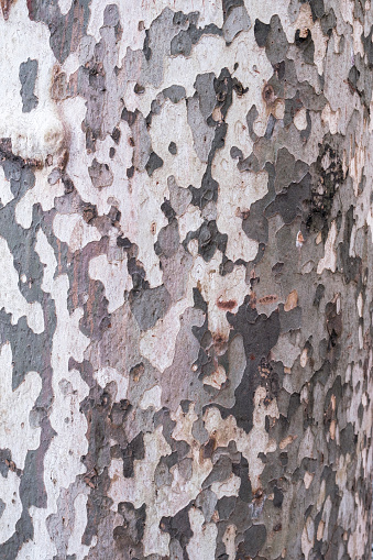 sycamore tree bark platan texture close up, trees grow in stanbul, texture concept, background