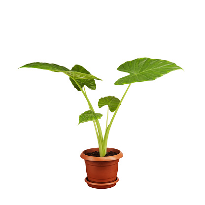 Home plant Hedera in flower pot isolated on white background