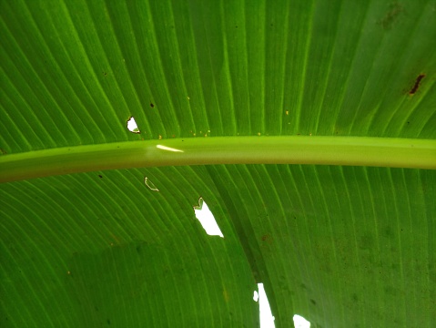 banana leaves