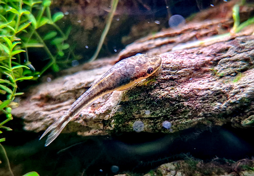 Otocinclus affinis in aquarium - one of the smallest known suckermouth catfish, often called a 'dwarf oto'