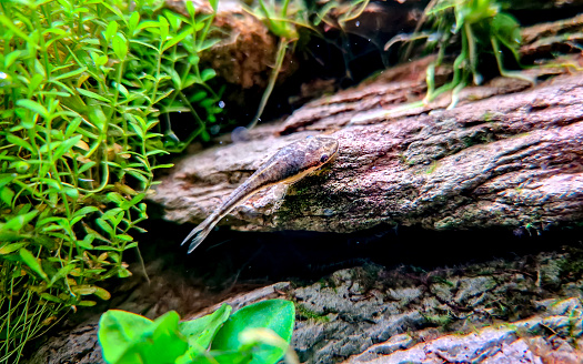 The palmate newt