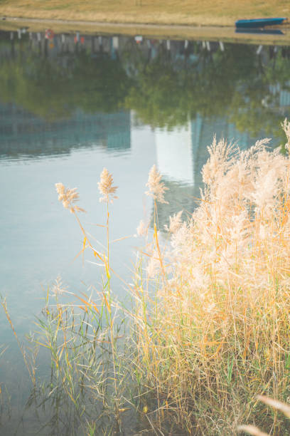istock Reed marshes by the river 1466918309