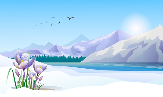 Picturesque panoramic view with high snowed mountains and melting ice on river in the background and early spring crocuses in the foreground. Birds are flying across wild nature. Beautiful landscape
