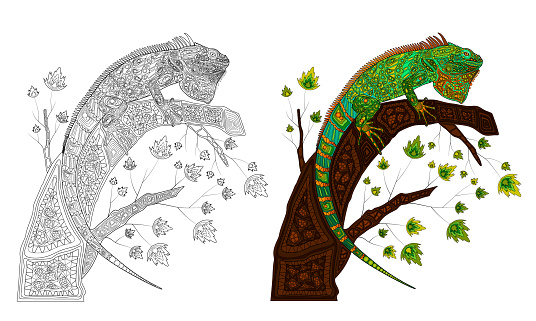 Decorative stylization of a iguana lizard of different colors sitting on a branch with leaves. Coloring page of chameleon. Vector illustration.