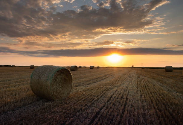 istock Stubble field and hay bales 1466921974