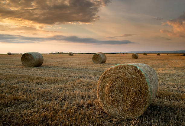 istock Stubble field and hay bales 1466922014