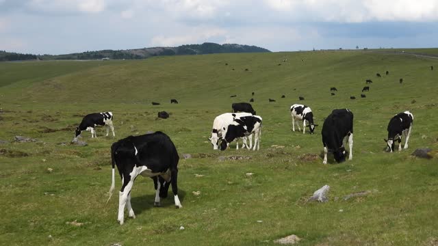 Cow Farm Japan