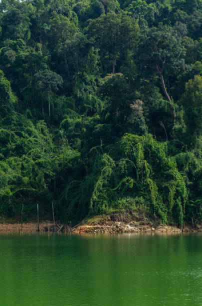istock Scenic View Of Lake By Trees In Forest 1466924925