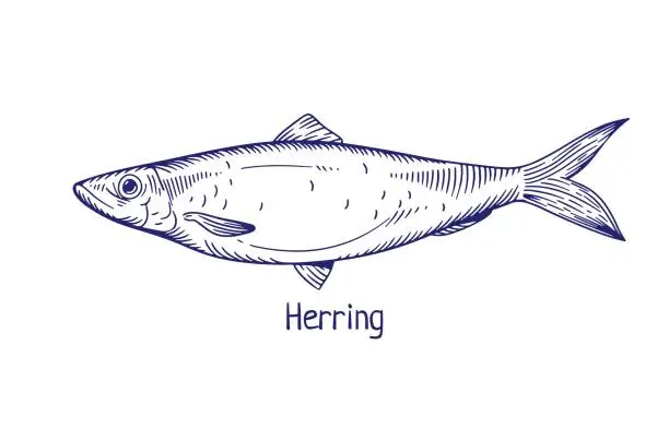 Vector illustration of Herring, Atlantic ocean fish drawn in retro style. Retro engraved sea marine saltwater animal, side view. Clupea harengus. Detailed vintage etched vector illustration isolated on white background