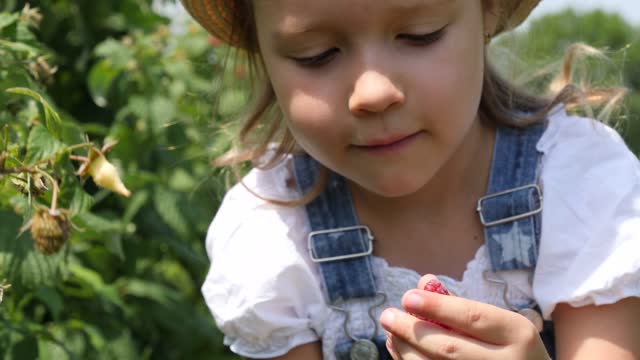 On a village farm with organic food products child girl pluck ripe raspberry from a bush