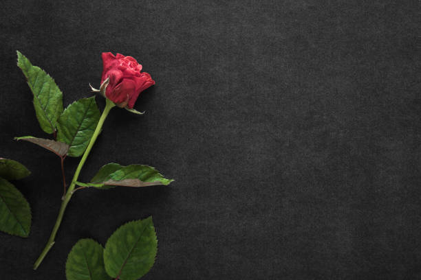 istock Fresh red rose on dark black table background. Closeup. Condolence card. Empty place for emotional, sentimental text, quote or sayings. Top down view. 1466929214