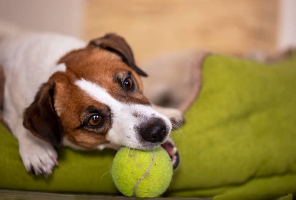 istock cute jack russell terrier is played with a tennis ball. Horizontal. 1466930198