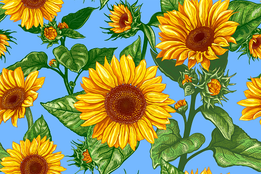 Beautiful seamless pattern with hand drawn lush Sunflowers flowers on a blue background. Vector illustration of Helianthus flower. Floral wildflowers elements for textile design