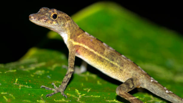 istock Anolis, Corcovado National Park, Costa Rica 1466930874