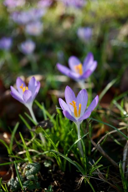 Crocus vernus (spring crocus, giant crocus) is a species in Family Iridaceae, native to the Alps, the Pyrenees, and the Balkans. Its cultivars and those of Crocus flavus (Dutch crocus) are used as ornamental plants. A cluster of purple crocuses in one bush. Bushes of purple crocuses in the spring in the forest. Spring purple crocus. Several crocus flowers grow together. crocus tommasinianus stock pictures, royalty-free photos & images