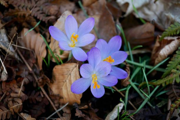 der frühlingskrokus ("crocus vernus") ist eine pflanzenart aus der gattung der krokusse ("crocus") in der familie der schwertliliengewächse (iridaceae). seine sorten und die von crocus flavus (holländischer krokus) werden als zierpflanzen verwendet. - snow crocus flower spring stock-fotos und bilder