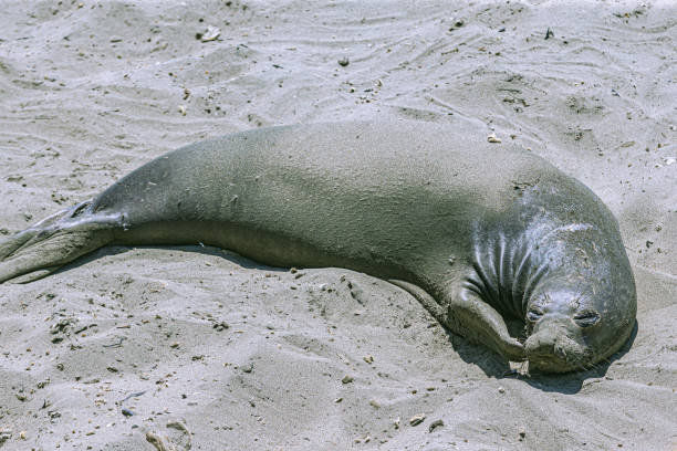 Female Elephant Seals are much smaller than males, weighing up to 1,800 pounds and measuring up to 10 feet in length.