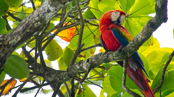 Scarlet Macaw profile portrait.