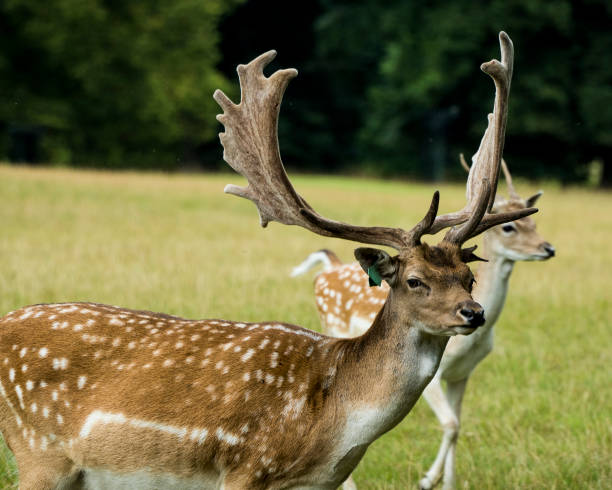 istock Stag in the Wild 1466932815