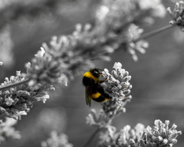 istock Bee in the Garden 1466932820