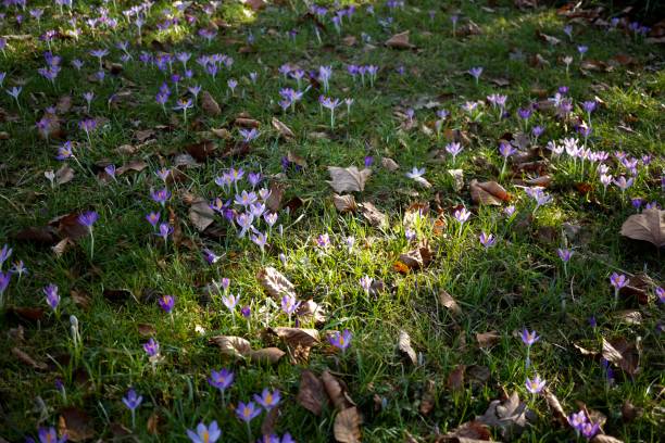 crocus vernus – gatunek ptaka z rodziny kosaćcowatych (iridaceae), występujący w alpach, pirenejach i na bałkanach. jego odmiany i crocus flavus (krokus holenderski) są wykorzystywane jako rośliny ozdobne. - snow crocus flower spring zdjęcia i obrazy z banku zdjęć