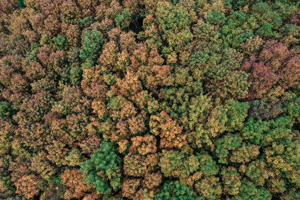 istock Hainan Five Finger Mountain red leaves 1466934596