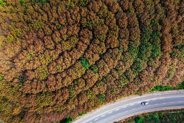 istock Hainan Five Finger Mountain red leaves 1466934735