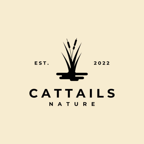 cattail logo vector illustration design, cattail silhouette vector design cattail logo vector illustration design, cattail silhouette vector design cattail stock illustrations