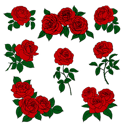 Set Red Rose sketch isolated on white background. Vector illustration.