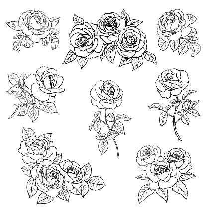 Set Rose sketch. Black outline on white background. Vector illustration.