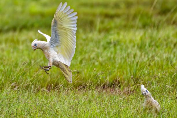 istock Corella birds on the green grass. 1466936279