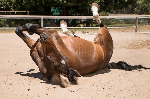 A horse rolling and lying down in the sand