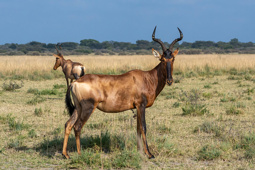 A couple of kongoni antelopes grazing in savanna