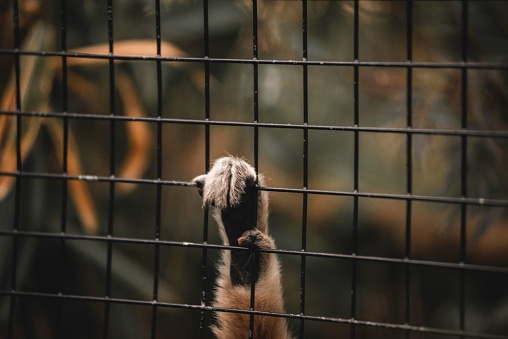 A closeup of a lemur's paw on the cage. Captivity, animal abuse concept.
