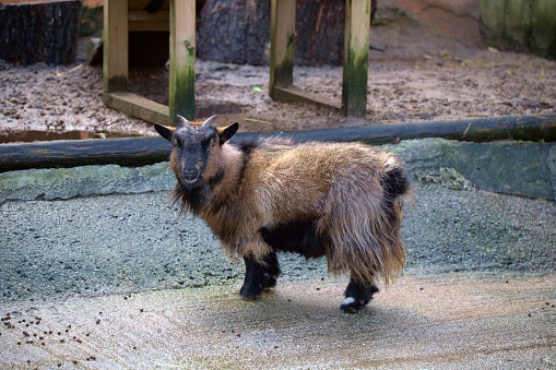 Pygmy goat on its own walking around at Cornwall Zoo in the sun.