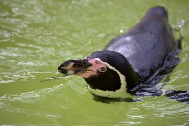 Penguin And Rocks