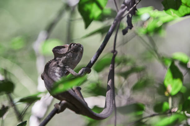 chamäleon klettert auf einem ast eines baumes zwischen blättern in einem wald auf madagaskar - chameleon africa rainforest leaf stock-fotos und bilder