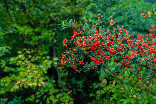 A ripe Pyracantha fruit on a bush branch