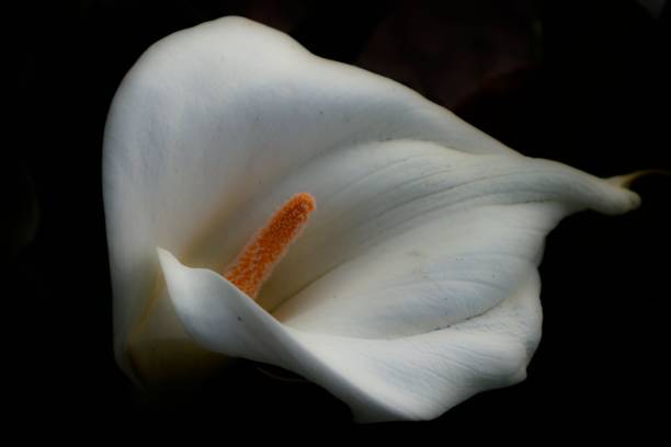 istock Blooming white calla lily flower 1466939130