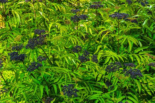 The bush of Black elderberry fruit in the forest