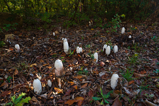 The Coprinus comatus mushroom in autumn forest surrounded by dried leaves