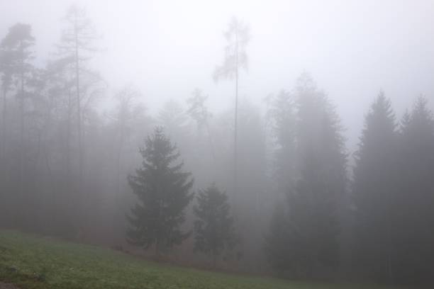 istock Trees in very foggy weather 1466939221