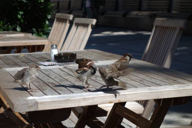 Flock of bickering birds on a wooden restaurant table outside
