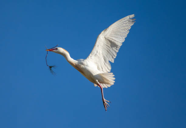 istock Cattle Egret flying against the blue sky on a sunny day 1466939238