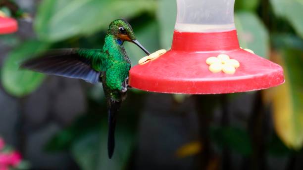 istock Hummingbird drinking, Costa Rica 1466939363