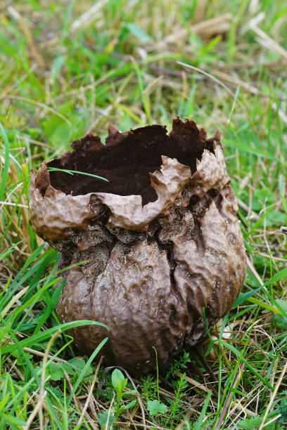 Vertical closeup on a large Puffball mushroom , Calvatia utriformis Vertical closeup on a large Puffball mushroom , Calvatia utriformis that has released it's spores in a grassland puff ball gown stock pictures, royalty-free photos & images