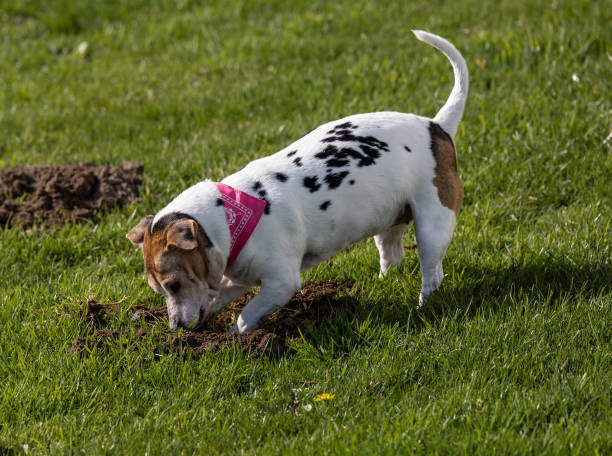 istock Jack Russell Terrier with a red collar on greenfield in a park 1466940876