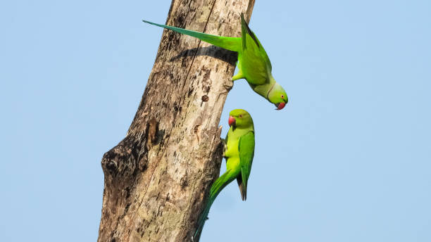 istock Beautiful lovely green rose-ringed parakeet parrots perched on a twig against a blue sky 1466941205