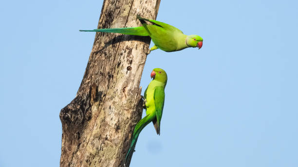 istock Beautiful lovely green rose-ringed parakeet parrots perched on a twig against a blue sky 1466941217