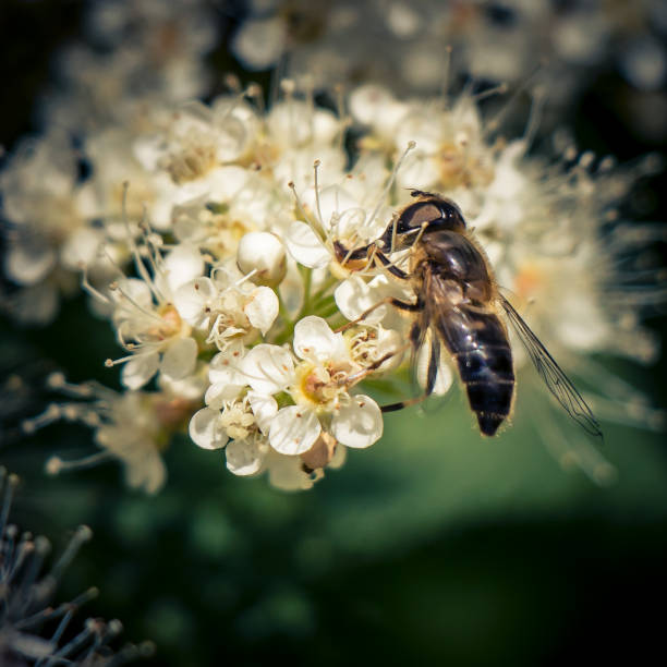 istock Square closeup shot of a bee on a flower taking the nectar. 1466941424